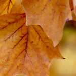 Vremea se schimbă brusc în România: ninsori masive la munte, ploi abundente și rafale violente de vânt