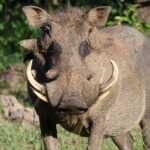 Masa unui pui de lup din Siberia rescrie istoria rinocerului lânos