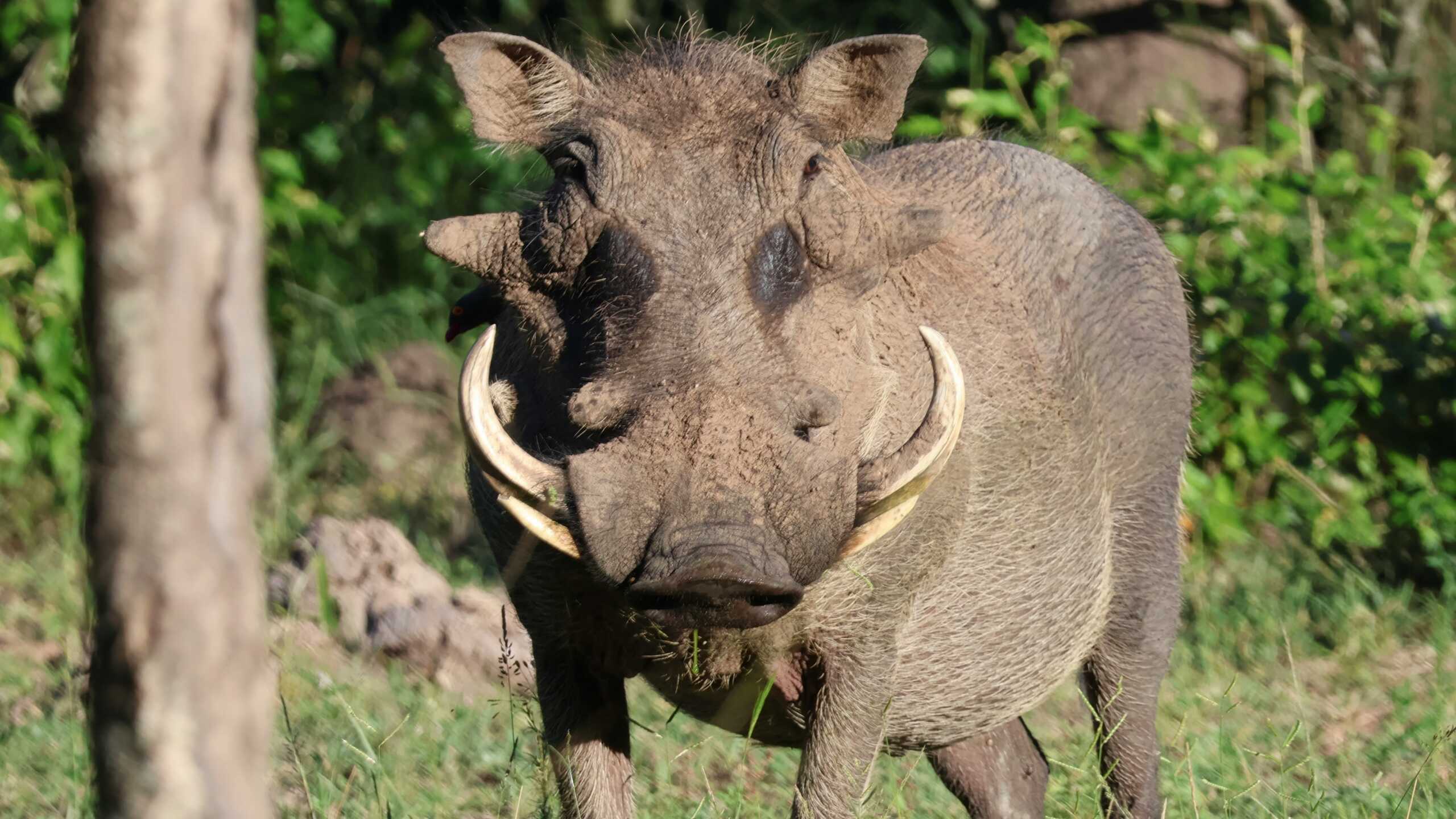 Masa unui pui de lup din Siberia rescrie istoria rinocerului lânos