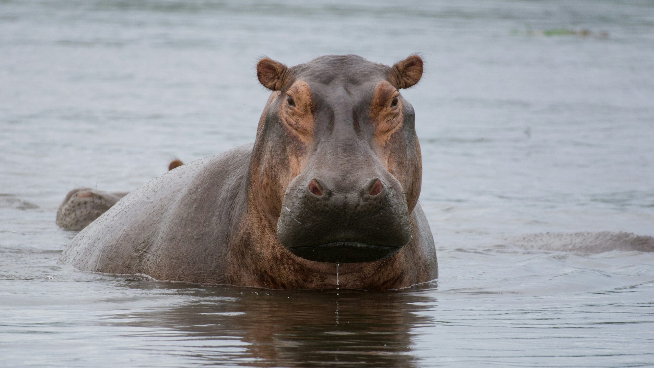 hipopotami
