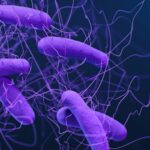 bacterii e coli